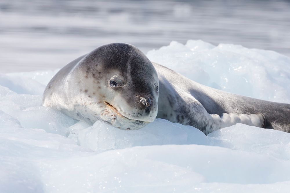 Southern Ocean, Antarctica. A leopard seal, rests on a small iceberg. art print by Ellen B. Goff for $57.95 CAD