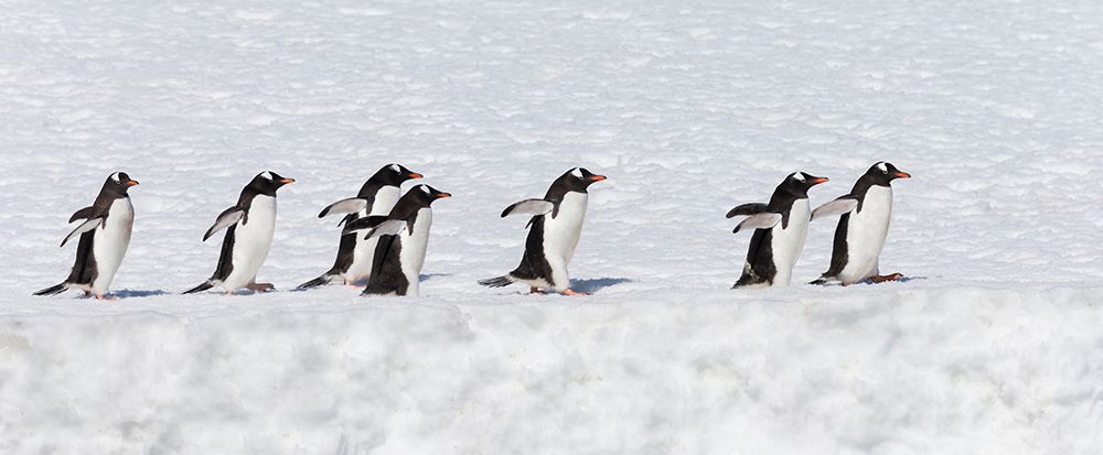 Southern Ocean, Antarctica. A group of gentoo penguins walk in a line at the edge of a snow field. art print by Ellen B. Goff for $57.95 CAD