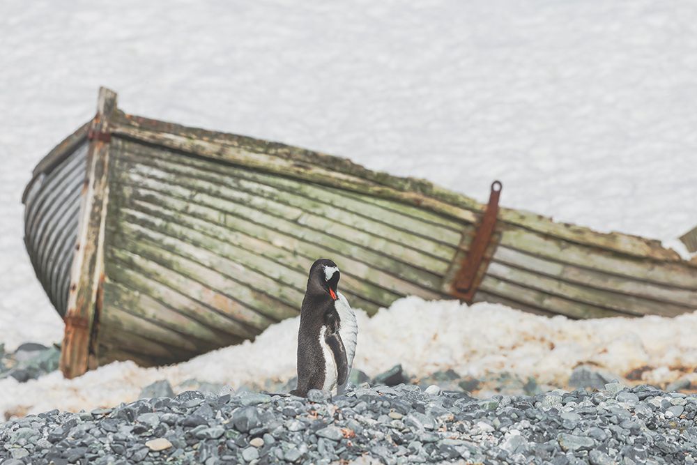 Antarctica, South Shetland Islands, Half Moon Island. Abandoned whaling boat lies on the beach. art print by Ellen B. Goff for $57.95 CAD