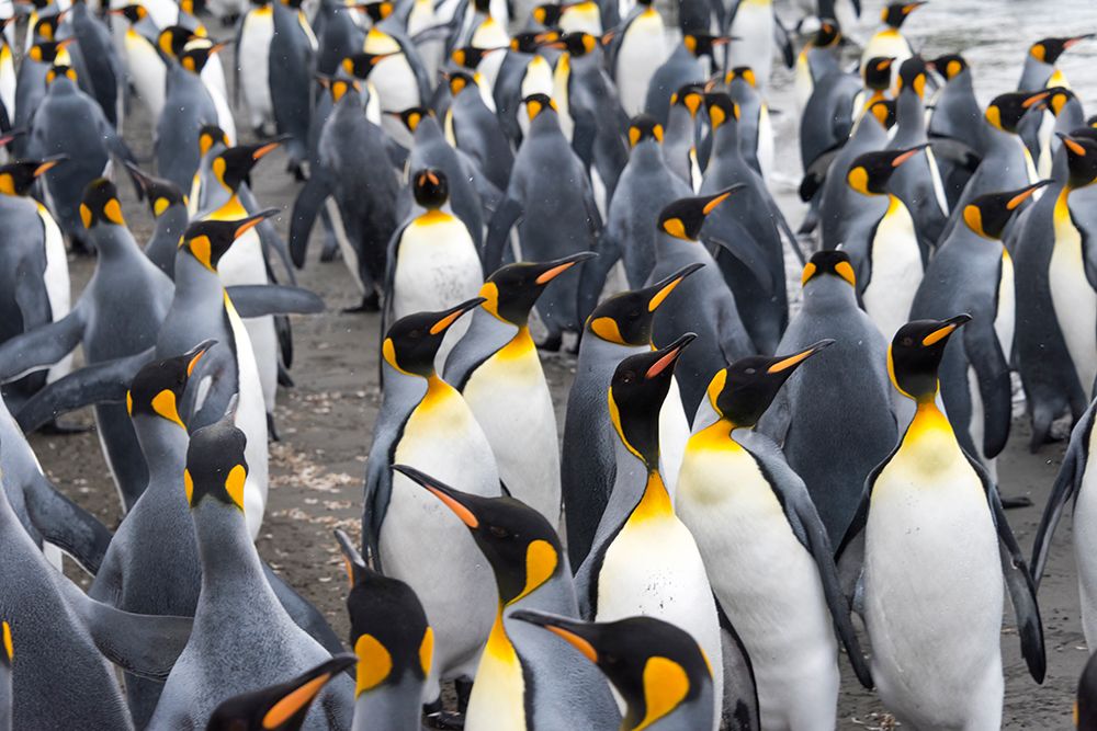 King penguins on the beach-St-Andrews Bay-South Georgia-Antarctica art print by Keren Su for $57.95 CAD