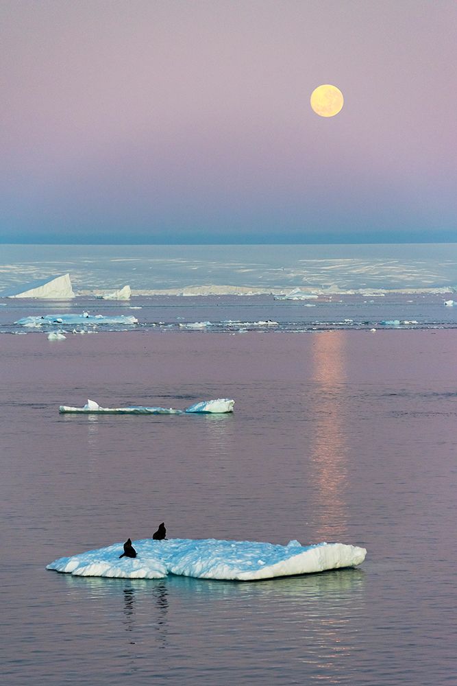 Moon over Antarctic Fur Seal on floating ice in South Atlantic Ocean-Antarctica art print by Keren Su for $57.95 CAD