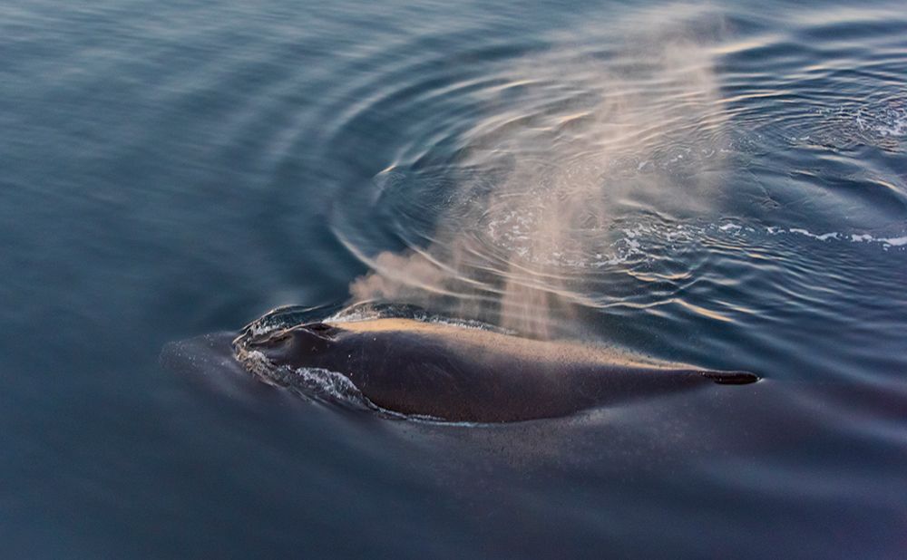 Whale in South Atlantic Ocean-Antarctica art print by Keren Su for $57.95 CAD