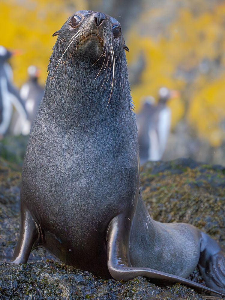 Antarctic fur seal bull on a beach on the island of South Georgia, Hercules Bay art print by Martin Zwick for $57.95 CAD