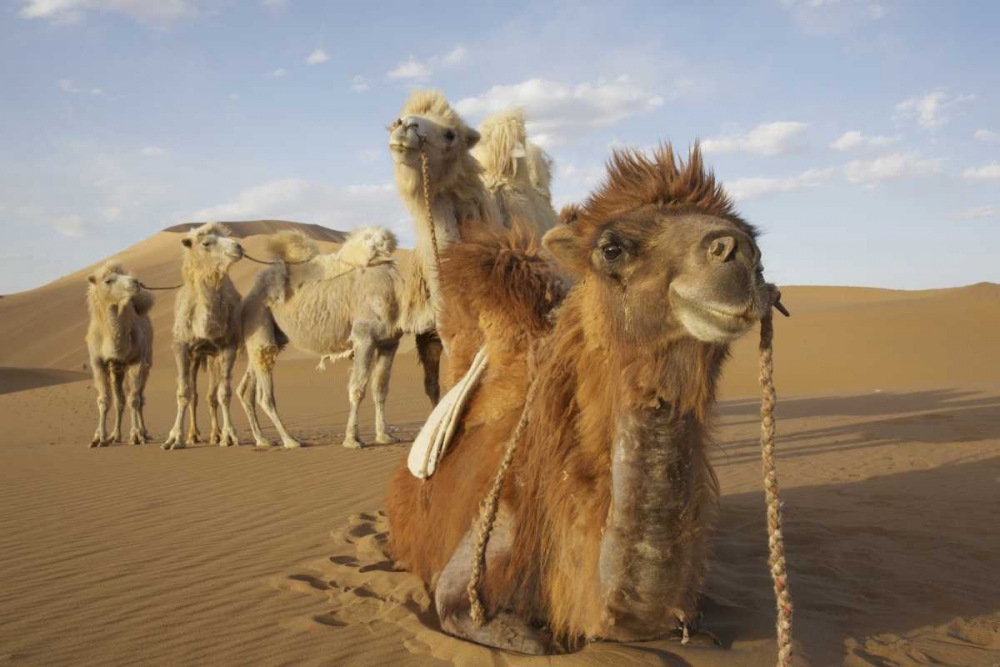 China, Badain Jaran Desert Caravan camels art print by Ellen Anon for $57.95 CAD