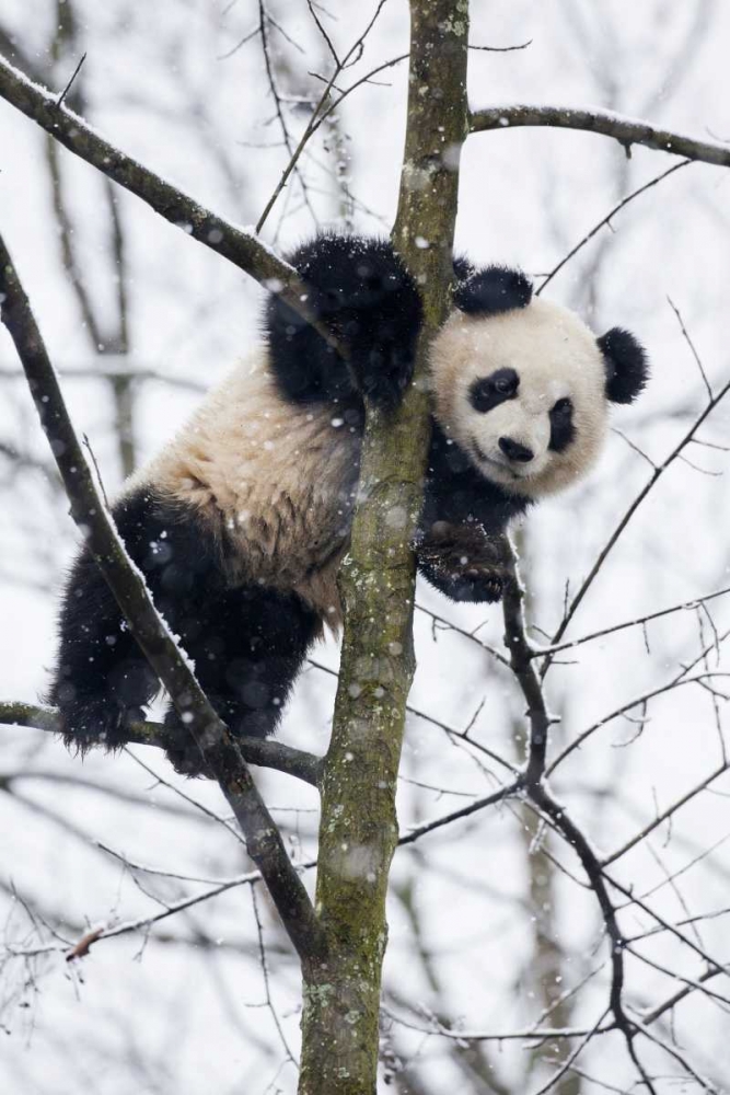 China, Chengdu Baby giant panda in tree art print by Jim Zuckerman for $57.95 CAD