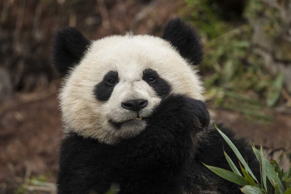 China, Chengdu Panda Base Young giant panda art print by Jim Zuckerman for $57.95 CAD