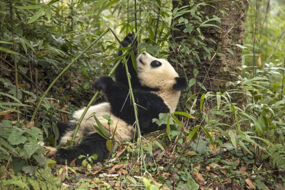 China, Chengdu Young giant panda eating art print by Jim Zuckerman for $57.95 CAD