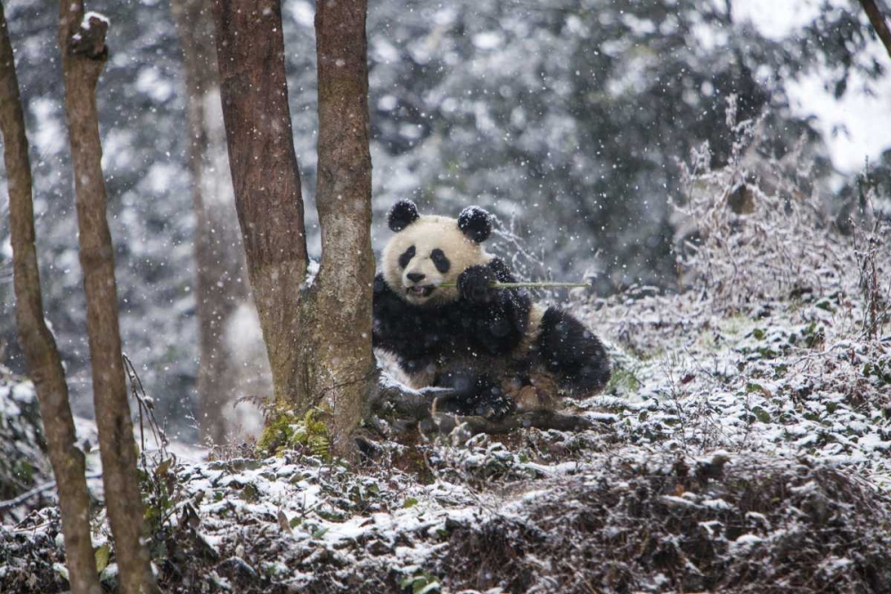 China Baby giant panda in snowfall art print by Jim Zuckerman for $57.95 CAD