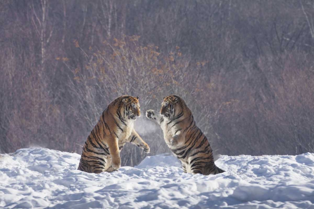China, Harbin Sparing Siberian tigers art print by Jim Zuckerman for $57.95 CAD