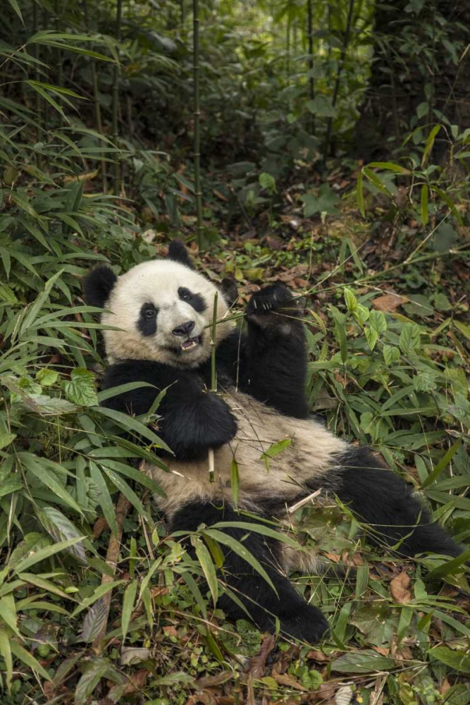 China, Chengdu Young giant panda eating art print by Jim Zuckerman for $57.95 CAD