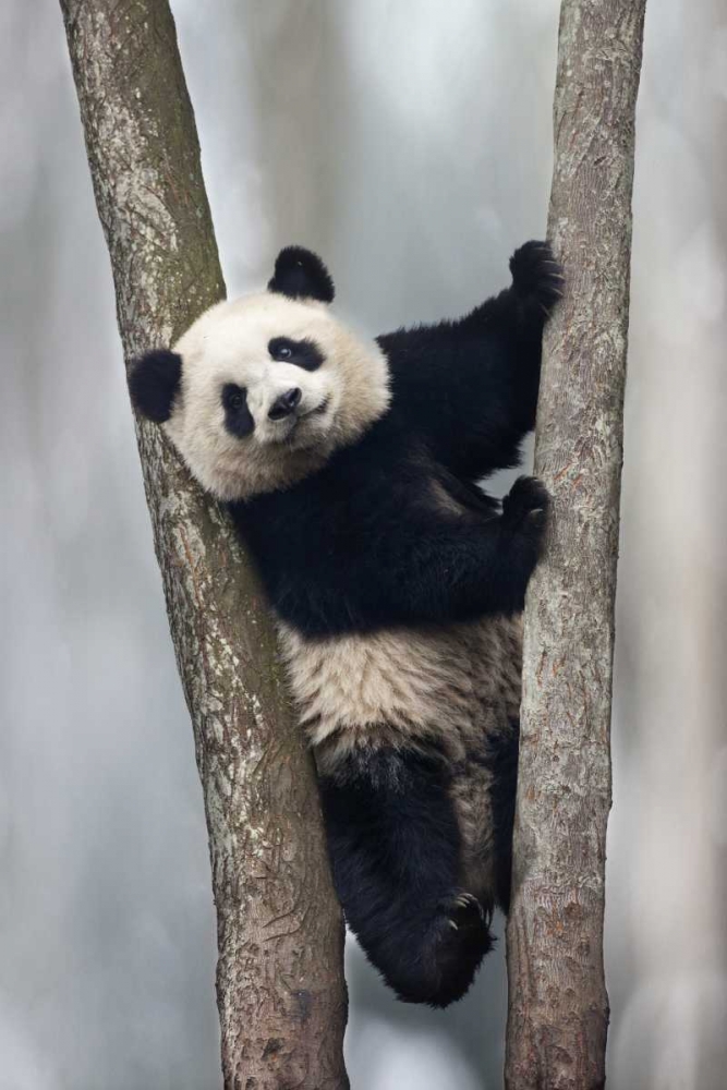 China, Chengdu Baby giant panda in tree art print by Jim Zuckerman for $57.95 CAD