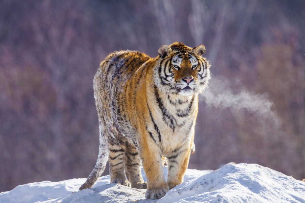 China, Harbin Siberian tiger in winter art print by Jim Zuckerman for $57.95 CAD