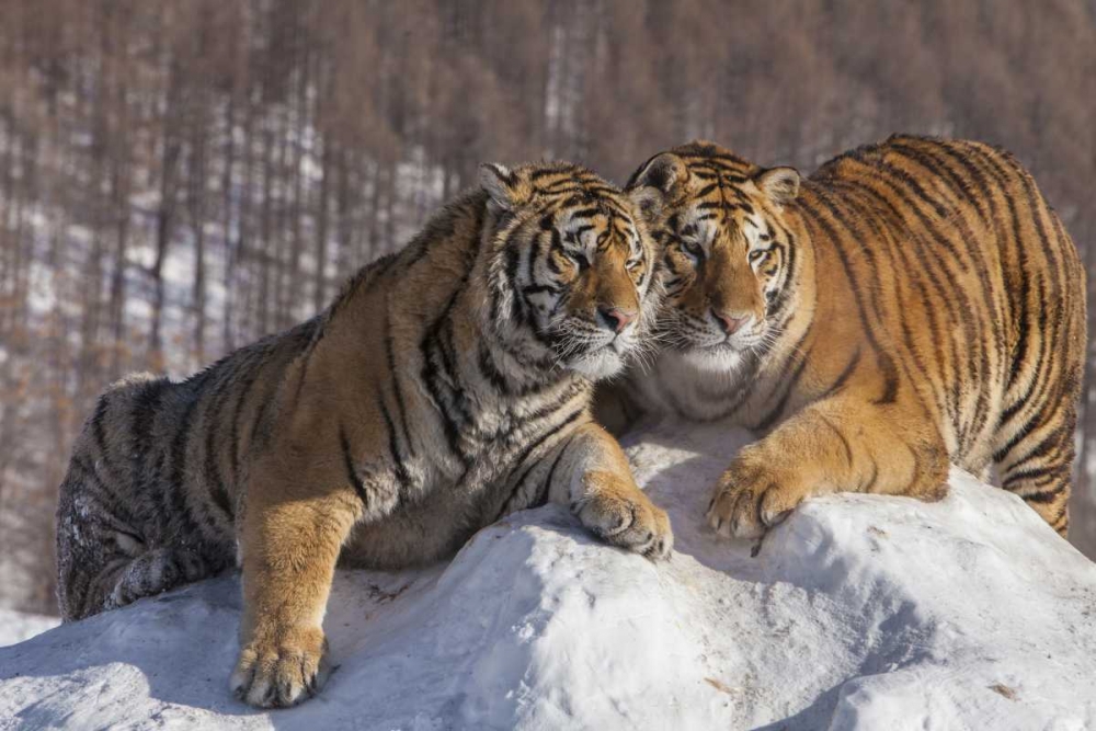 China, Harbin Affectionate Siberian tigers art print by Jim Zuckerman for $57.95 CAD