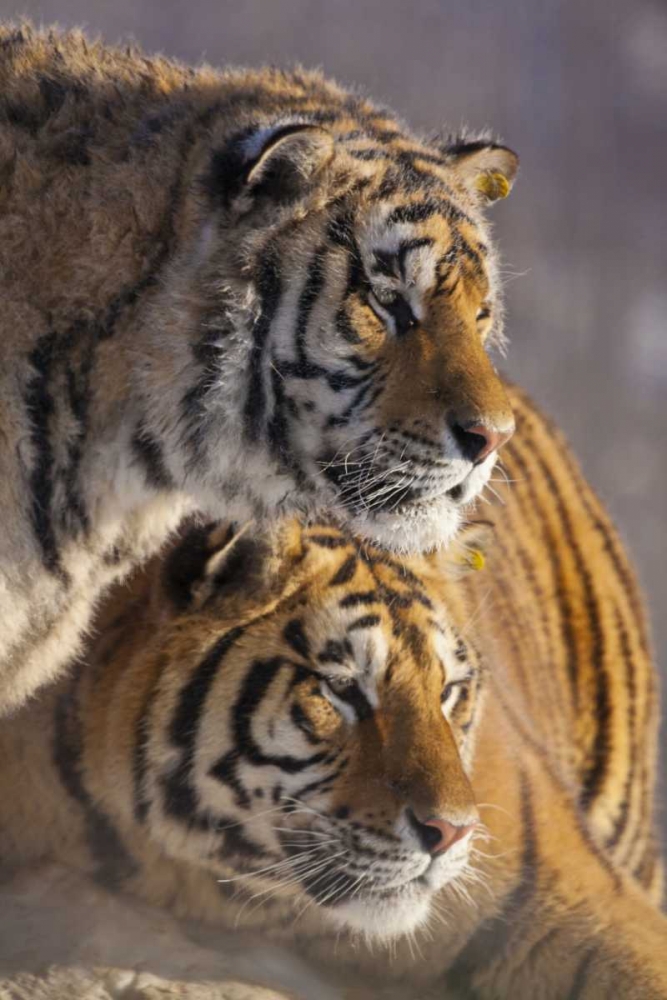 China, Harbin Affectionate Siberian tigers art print by Jim Zuckerman for $57.95 CAD