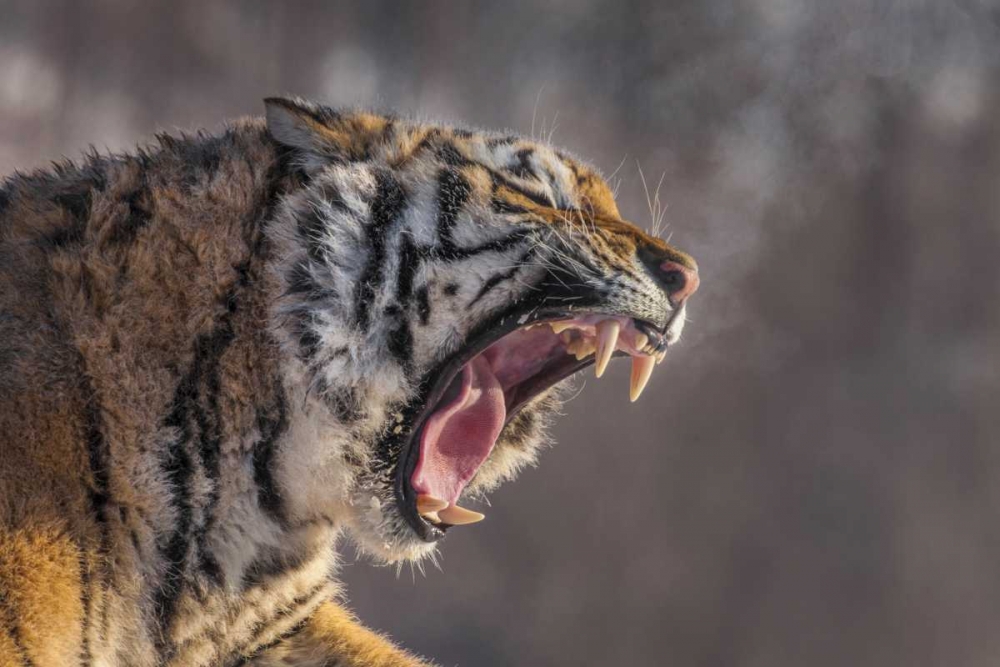 China, Harbin Siberian tiger yawning art print by Jim Zuckerman for $57.95 CAD