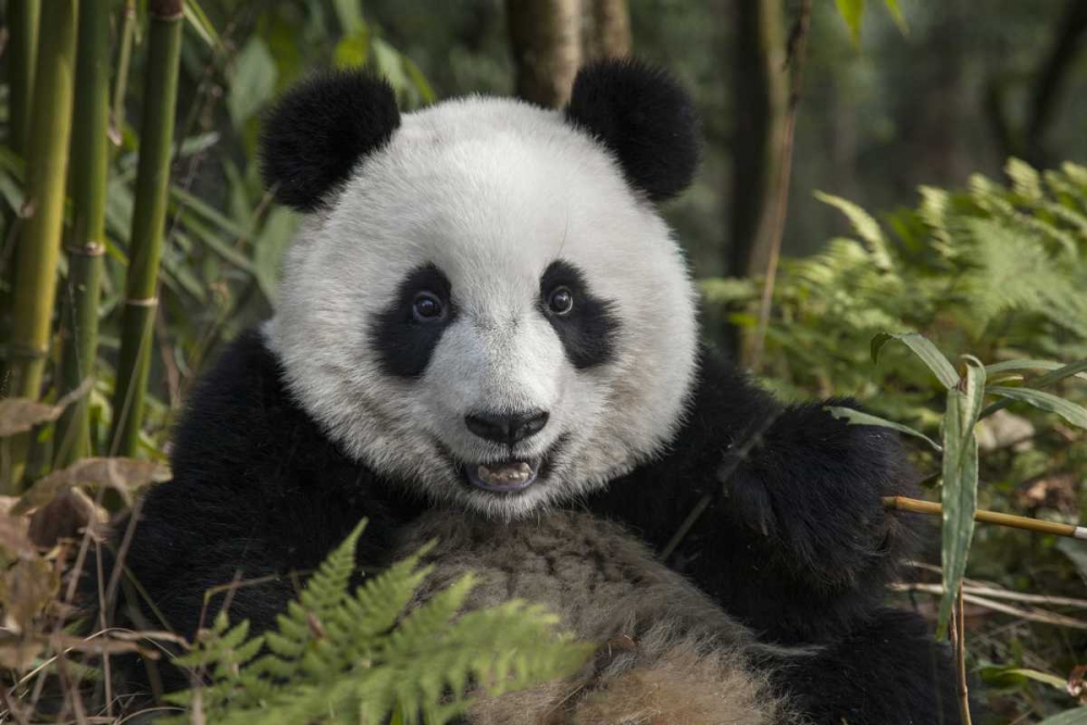 China, Chengdu Portrait of young giant panda art print by Jim Zuckerman for $57.95 CAD