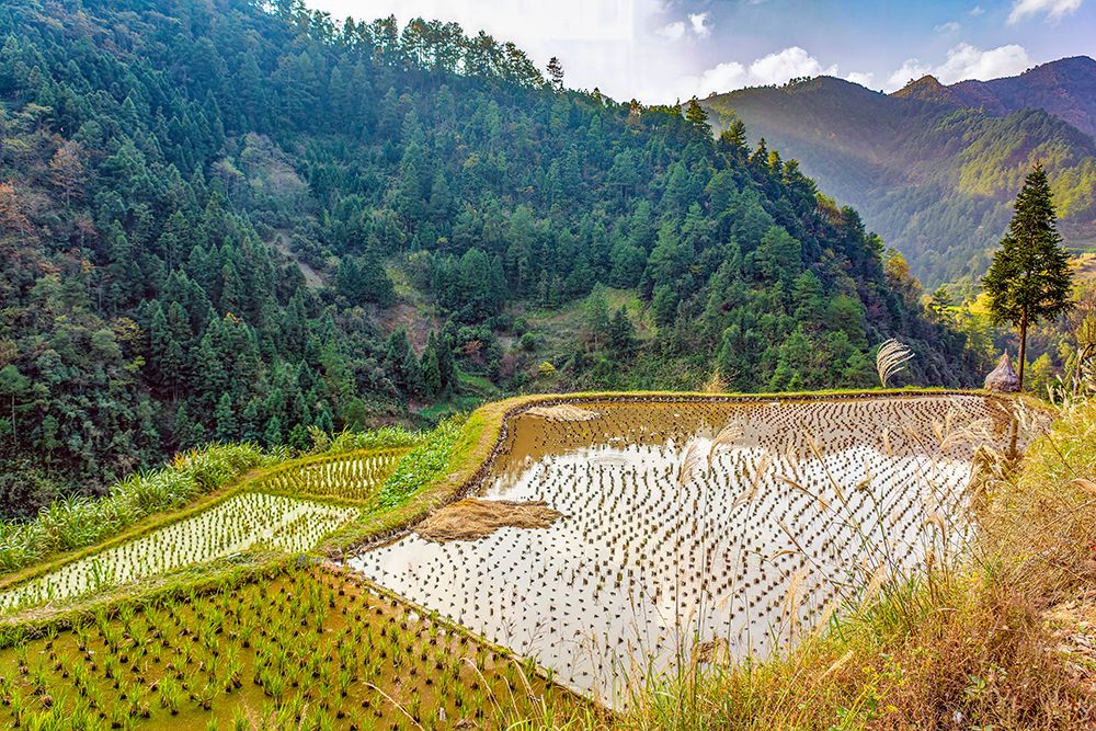 Guizhou Province, China. Village rice terraces reflecting sky on mountainside overlooking valley art print by Murray McCallum for $57.95 CAD