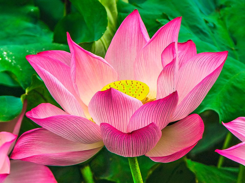 Pink lotus blooming-Hangzhou-China. Sacred flower in Buddhism native to China art print by William Perry for $57.95 CAD