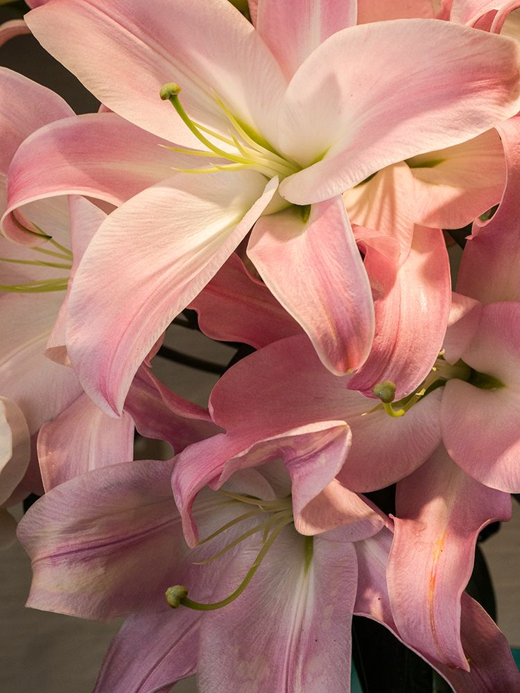 China-Hong Kong Lilies on display at a shop near the flower market art print by Julie Eggers for $57.95 CAD