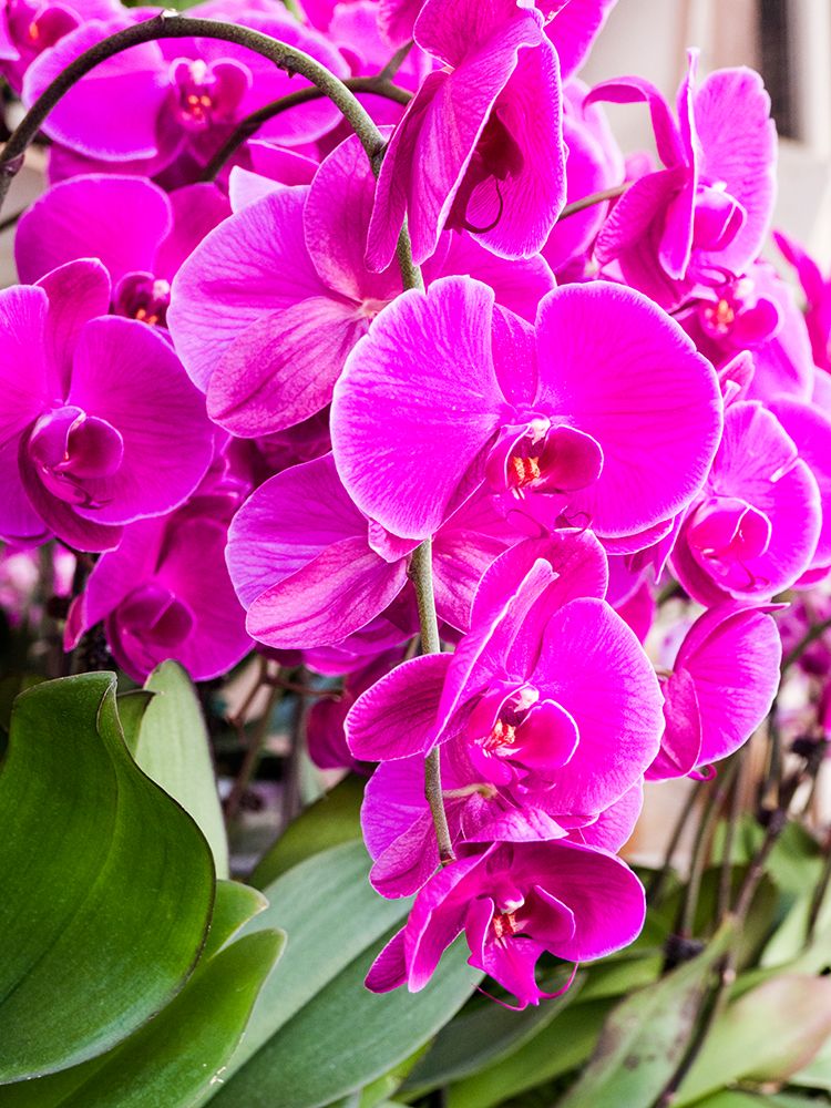 China-Hong Kong Orchids on display at a flower market art print by Julie Eggers for $57.95 CAD