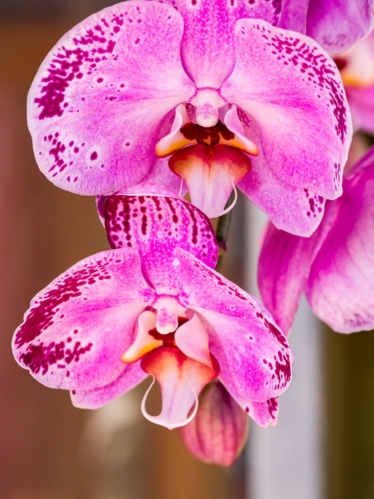 China-Hong Kong Orchids on display at a flower market art print by Julie Eggers for $57.95 CAD