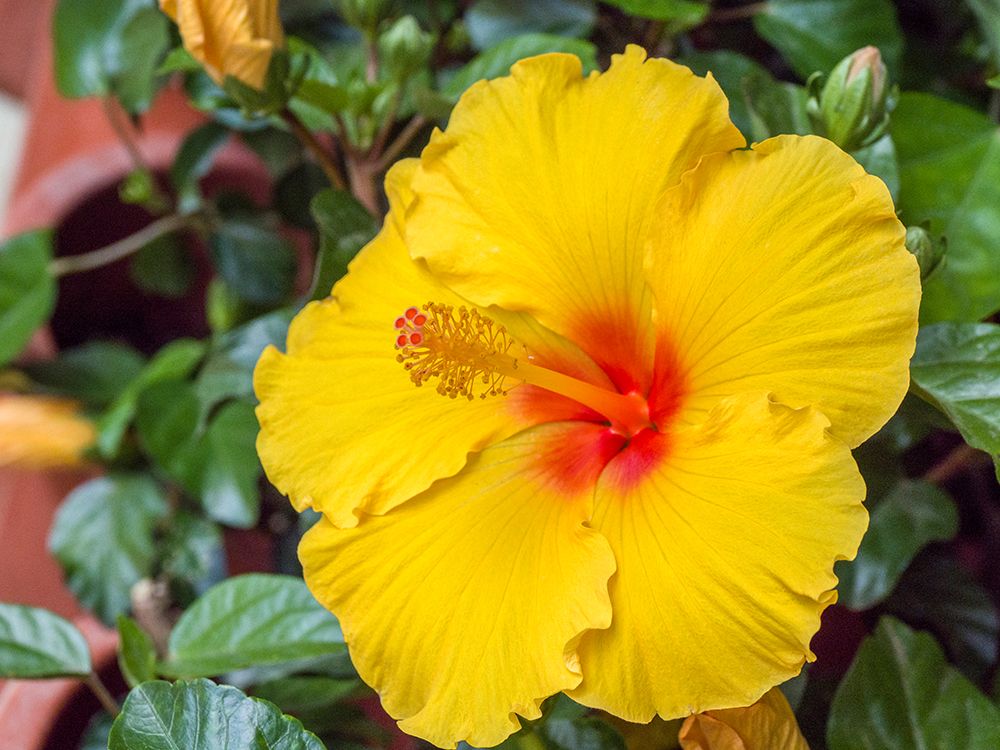 China-Hong Kong Closeup of a yellow hibiscus at a flower market art print by Julie Eggers for $57.95 CAD