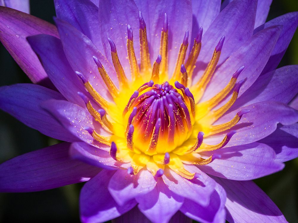 China-Hong Kong Closeup of a purple dahlia at a flower market art print by Julie Eggers for $57.95 CAD