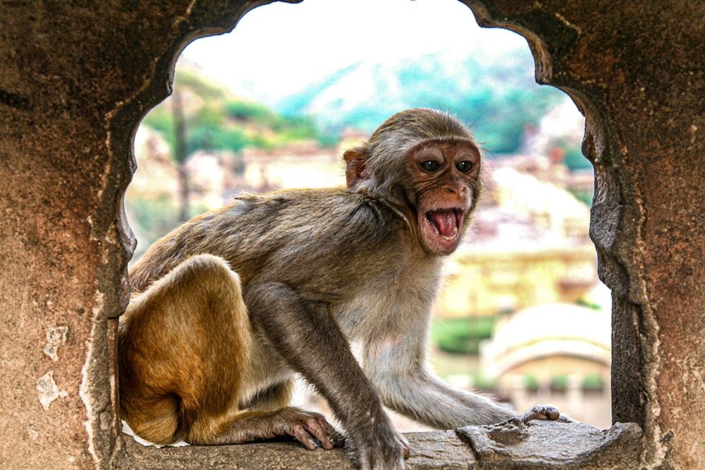 Jaipur-India-Monkey Temple-laughing Macaque art print by Jolly Sienda for $57.95 CAD