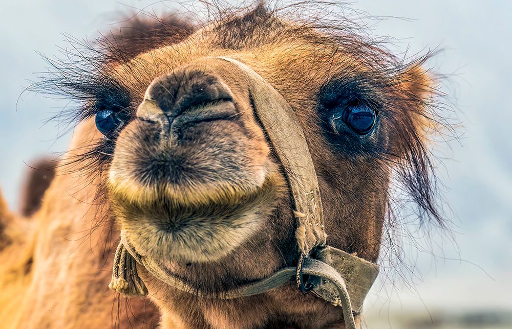 Nubra Valley, Ladakh, India. Close-up Bactrian Camel or two humped camel. art print by Murray McCallum for $57.95 CAD
