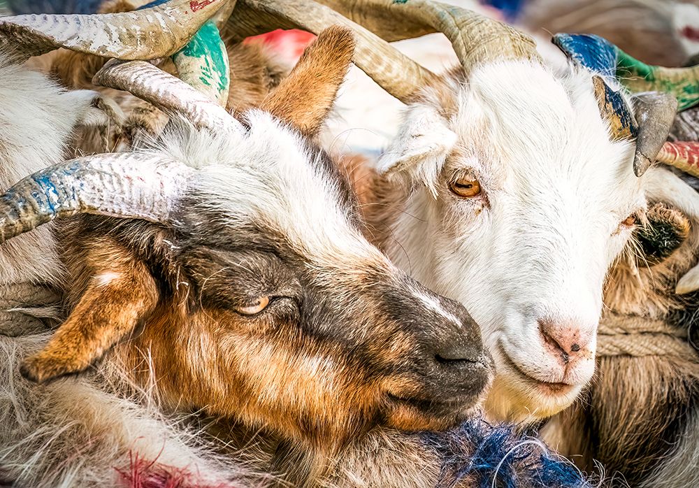 Lake, Ladakh, India. Close-up two goats tied together being milked by herders near the lake. art print by Murray McCallum for $57.95 CAD