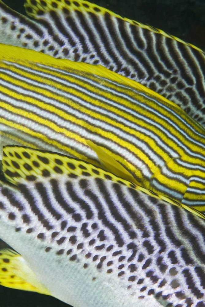 Indonesia, Komodo NP Banding on sweetlips fish art print by Jones Shimlock for $57.95 CAD