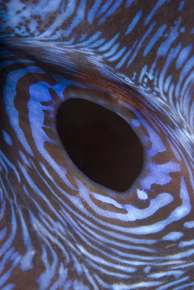 Indonesia, Komodo NP Giant tridacna clam art print by Jones Shimlock for $57.95 CAD