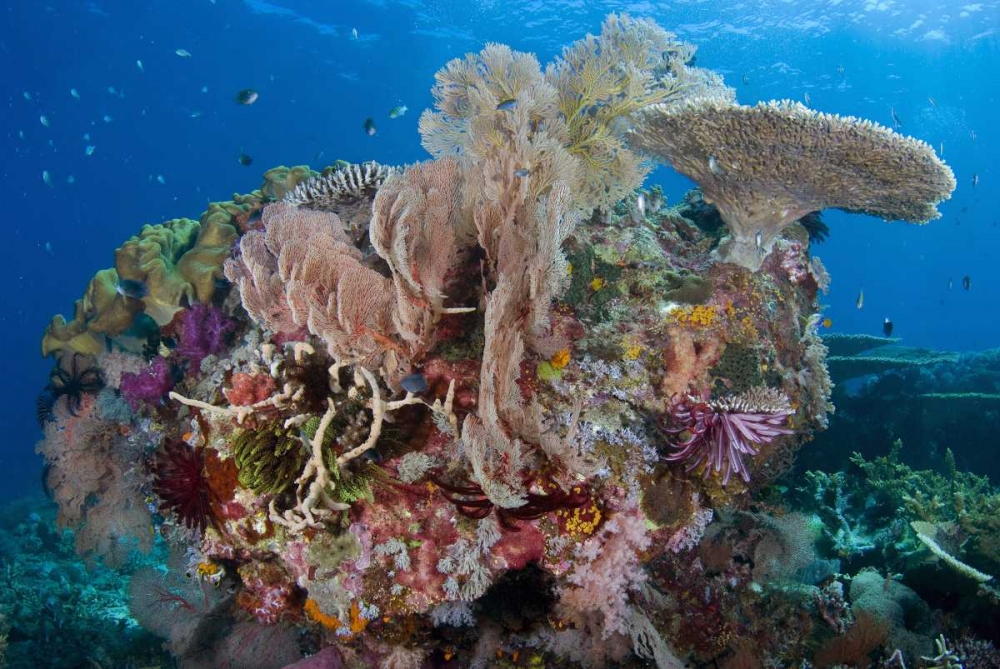 Indonesia, Komodo NP Protected coral reef art print by Jones Shimlock for $57.95 CAD