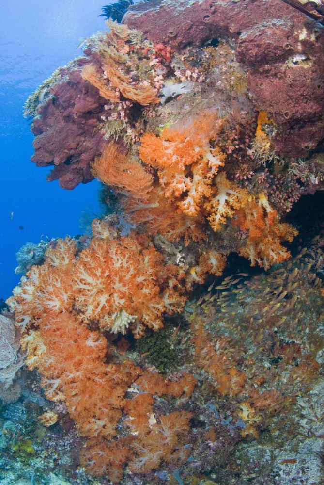 Indonesia, Komodo NP Protected coral reef art print by Jones Shimlock for $57.95 CAD