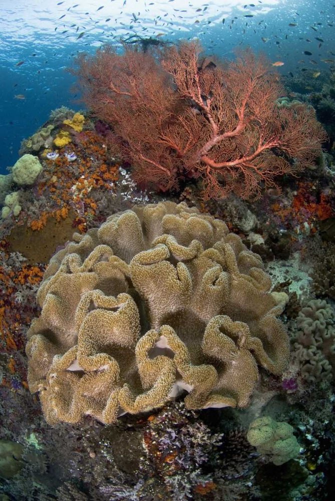 Indonesia Pristine coral reef off Misool Island art print by Jones Shimlock for $57.95 CAD