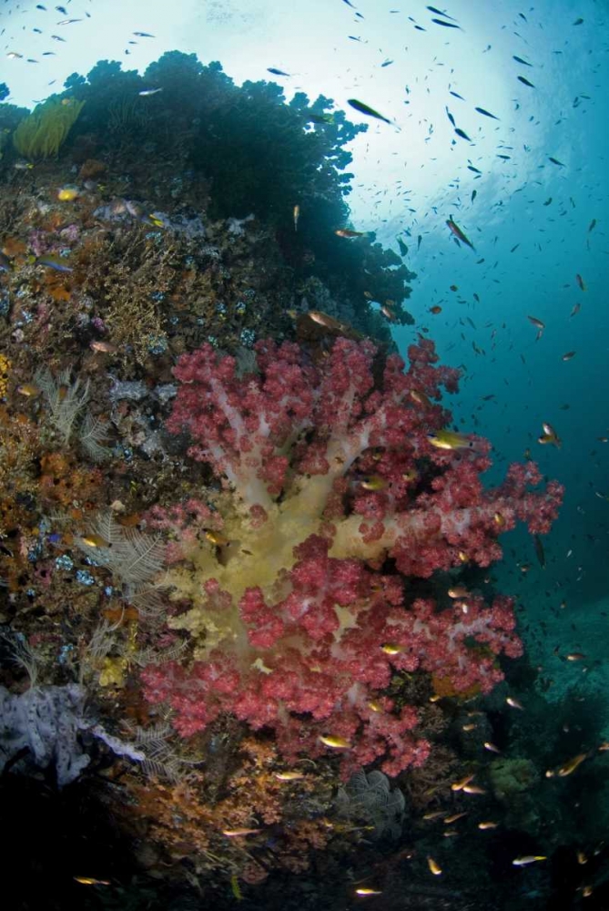 Indonesia, Triton Bay Soft coral on a boulder art print by Jones Shimlock for $57.95 CAD