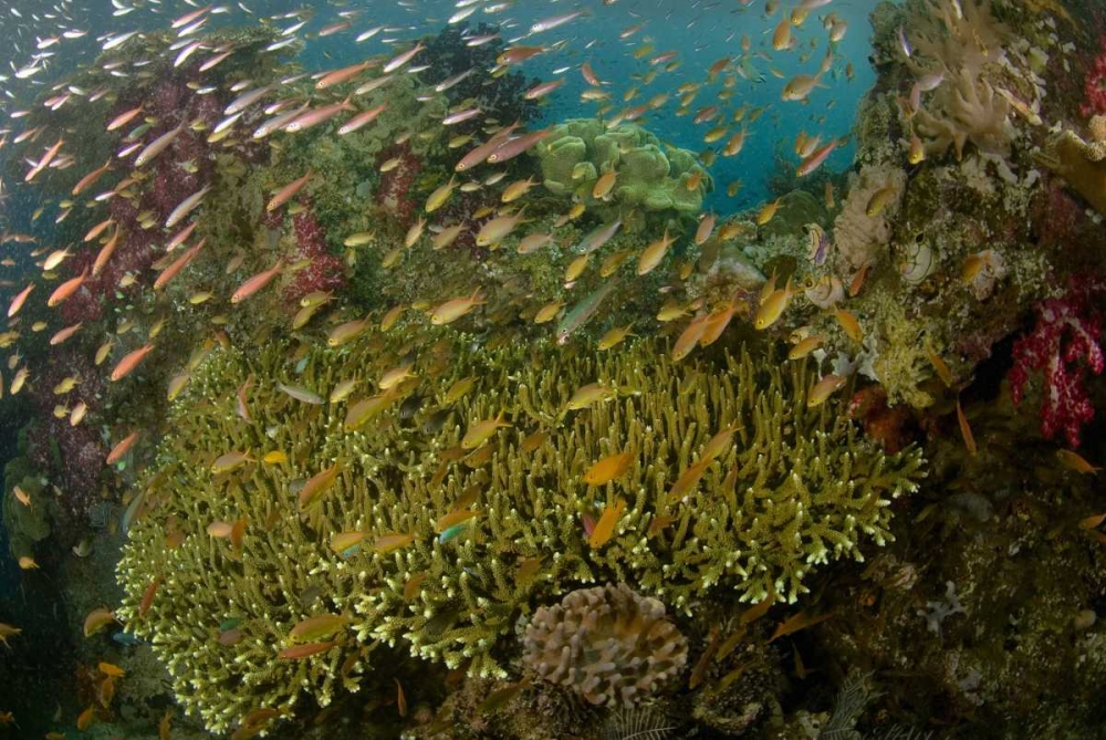 Indonesia Reef panorama of corals and fish art print by Jones Shimlock for $57.95 CAD