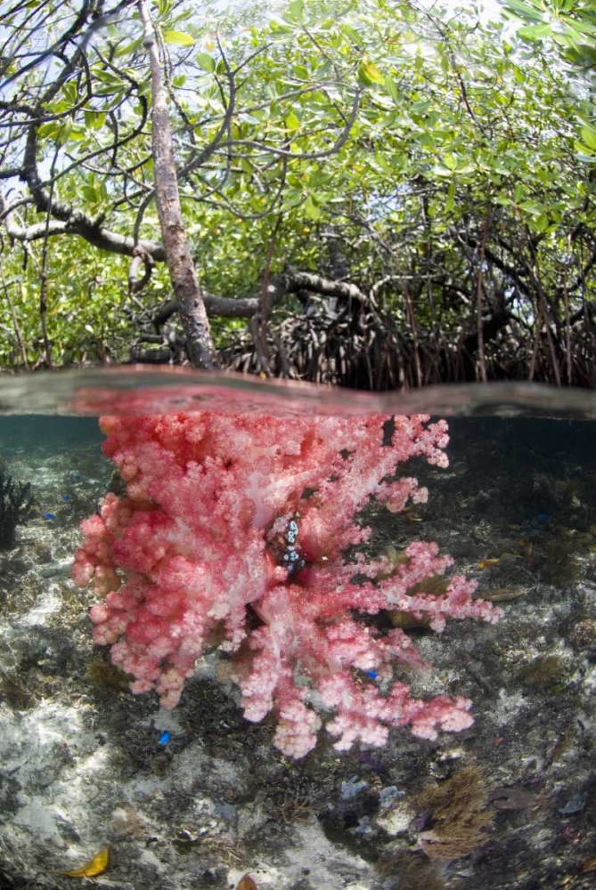 Indonesia, Misool Islands Coral amid mangroves art print by Jones Shimlock for $57.95 CAD