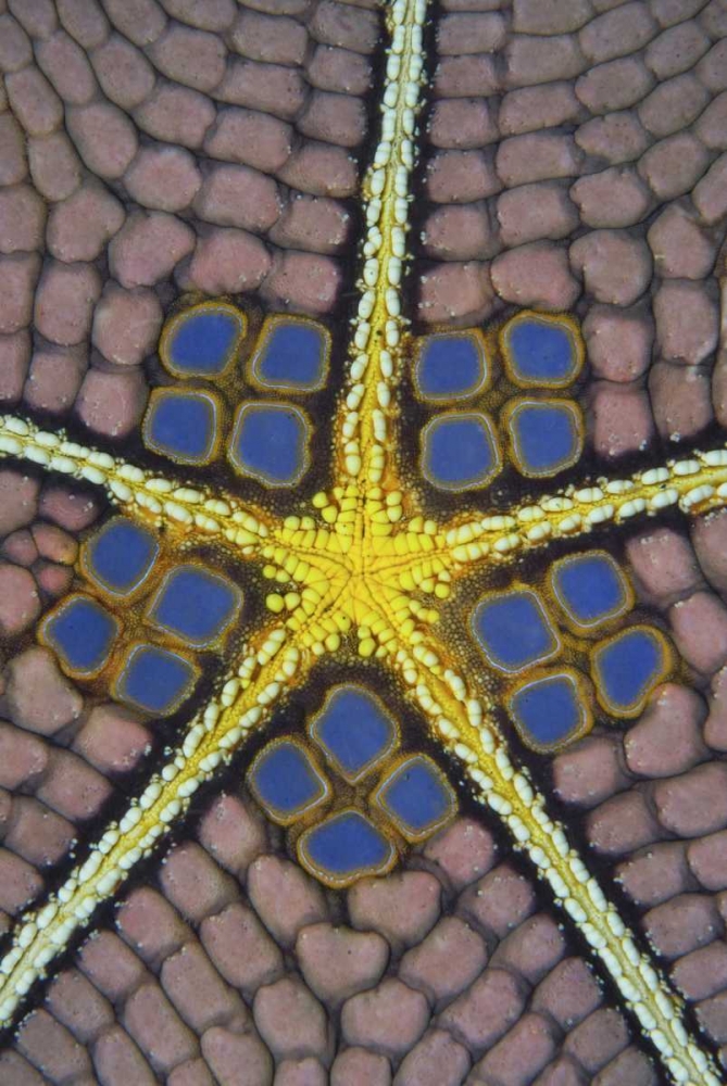 Indonesia, Sulawesi Isl Pentagon sea star art print by Jones Shimlock for $57.95 CAD