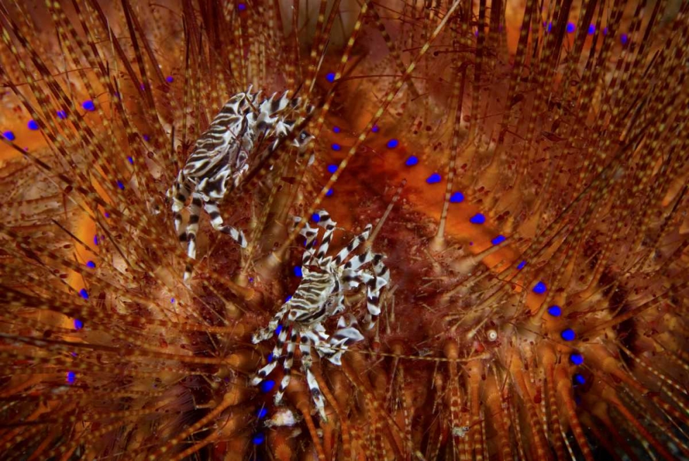 Indonesia Zebra crabs on sea urchins art print by Jones Shimlock for $57.95 CAD