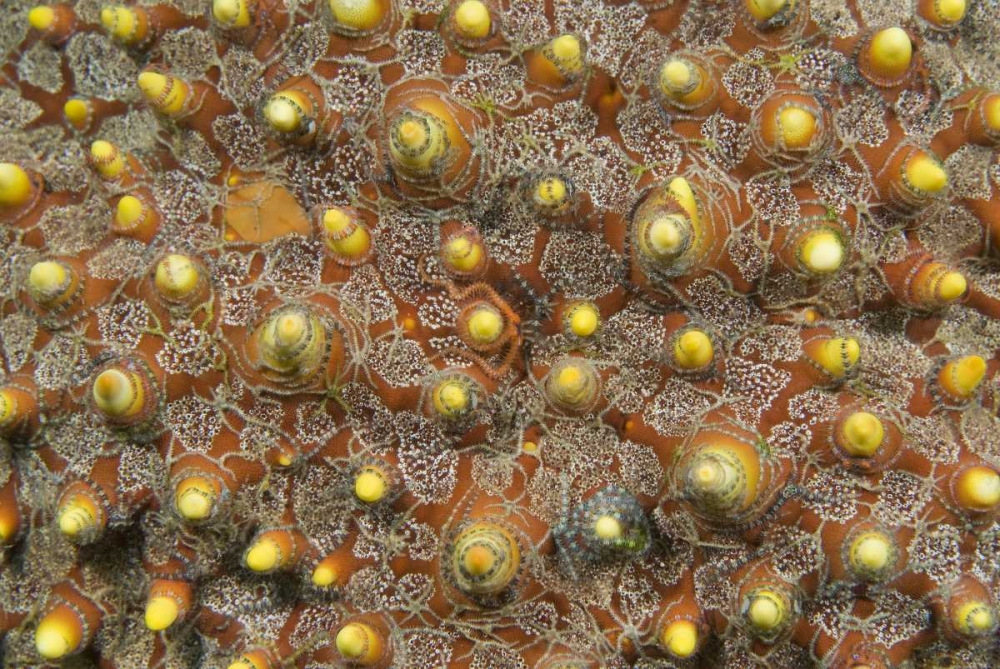 Indonesia, Lembeh Straits Tiny brittle stars art print by Jones Shimlock for $57.95 CAD