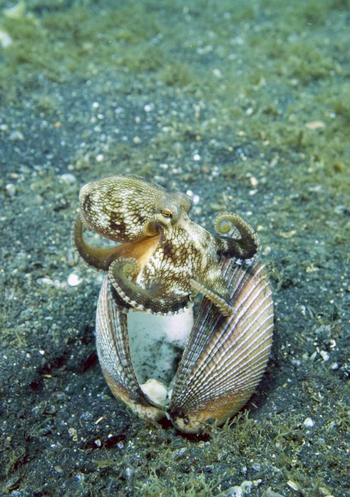 Indonesia, Lembeh Straits Octopus with a shell art print by Jones Shimlock for $57.95 CAD