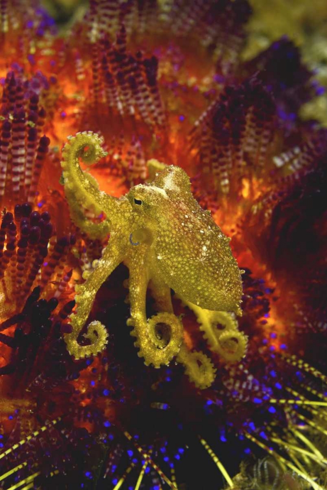 Indonesia, Pantar Island Small yellow octopus art print by Jones Shimlock for $57.95 CAD