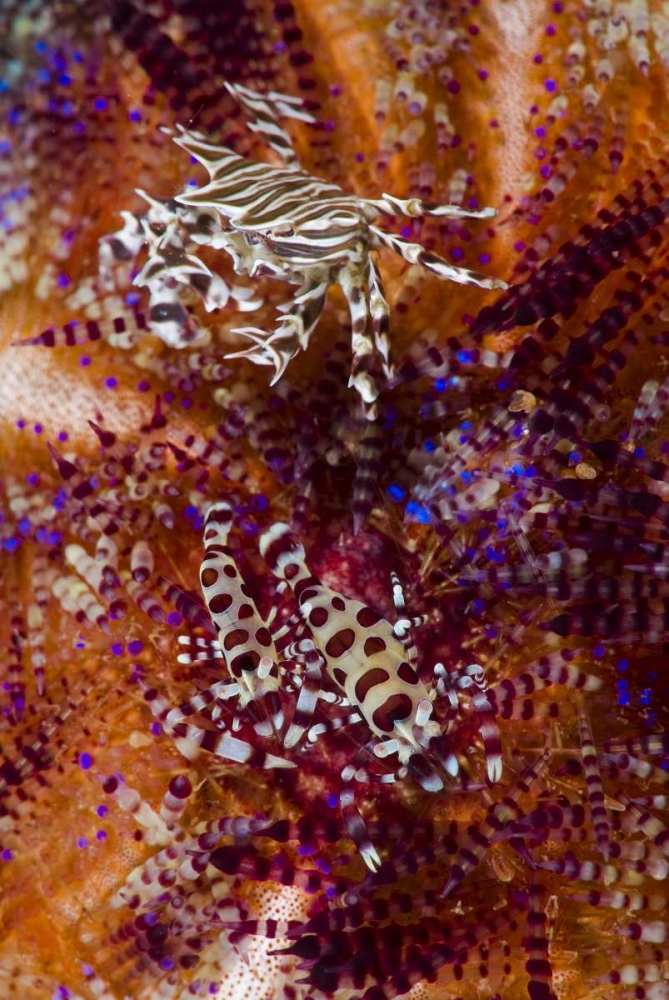 Indonesia, Adonara Isl Invertebrates and urchins art print by Jones Shimlock for $57.95 CAD