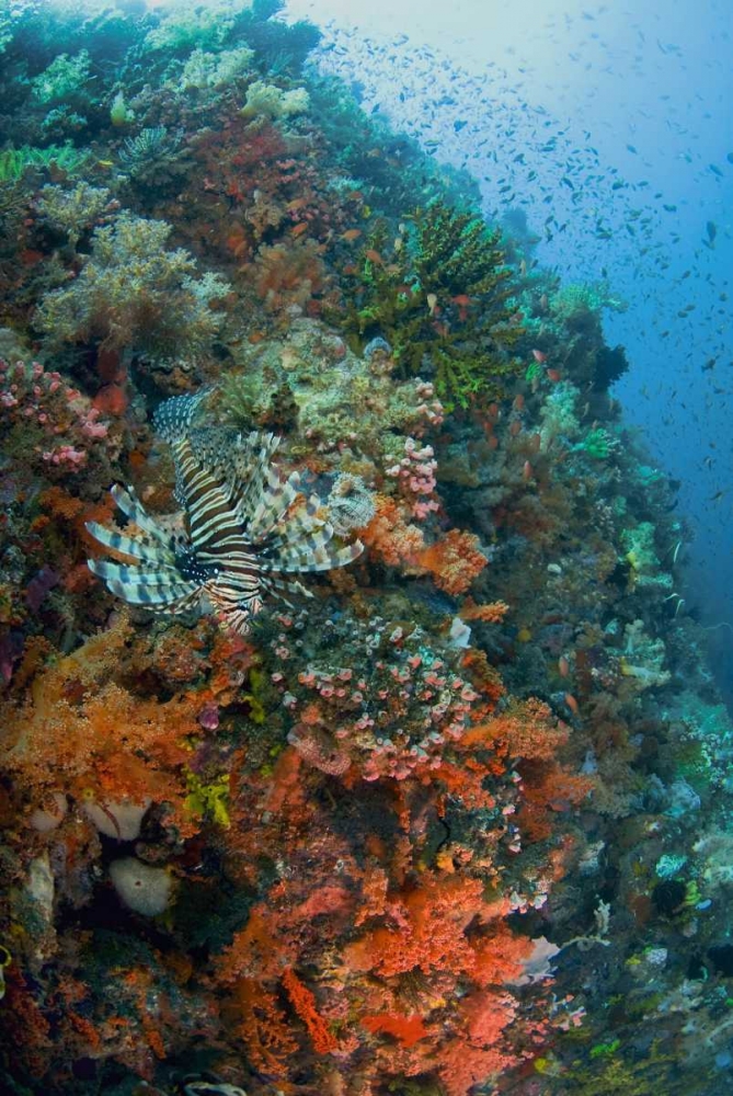 Indonesia, Komodo NP Lionfish swimming over reef art print by Jones Shimlock for $57.95 CAD