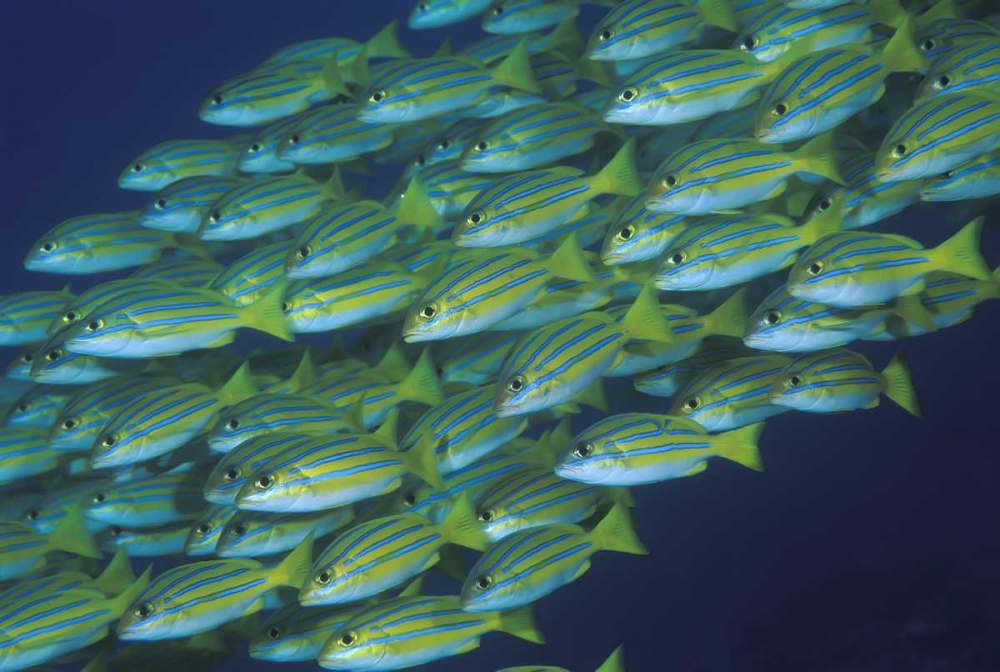 Indonesia, Komodo NP Schooling lined snappers art print by Jones Shimlock for $57.95 CAD