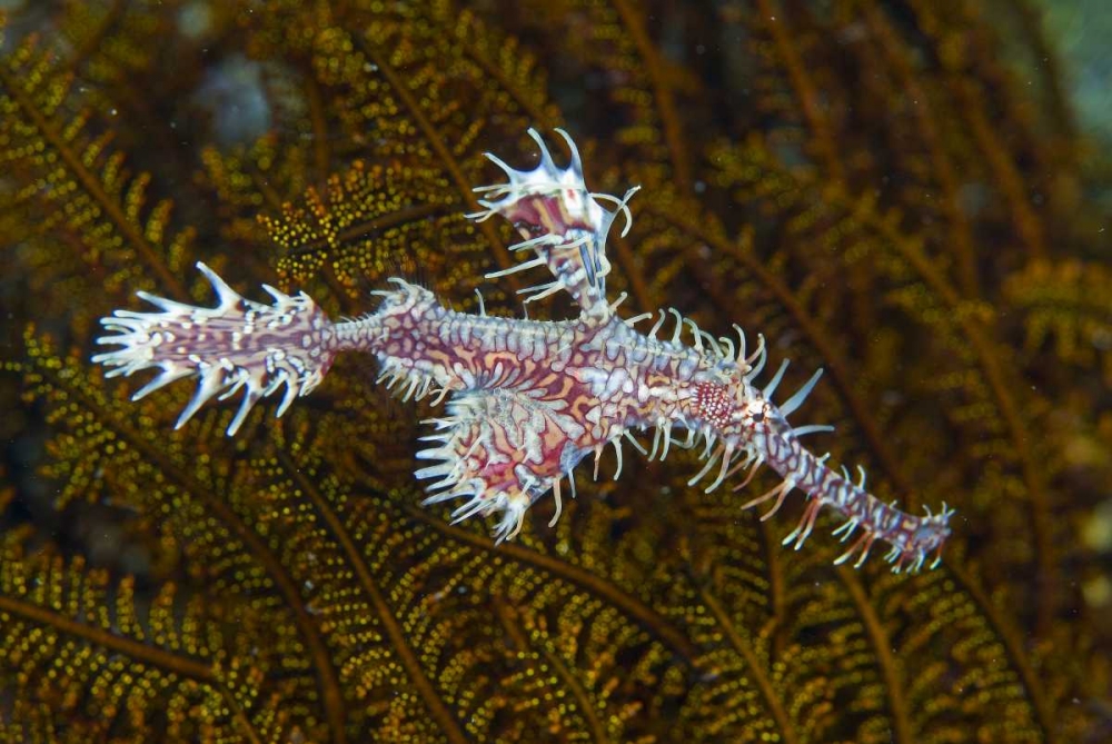 Ghost pipefish, Raja Ampat, Indonesia art print by Jones Shimlock for $57.95 CAD