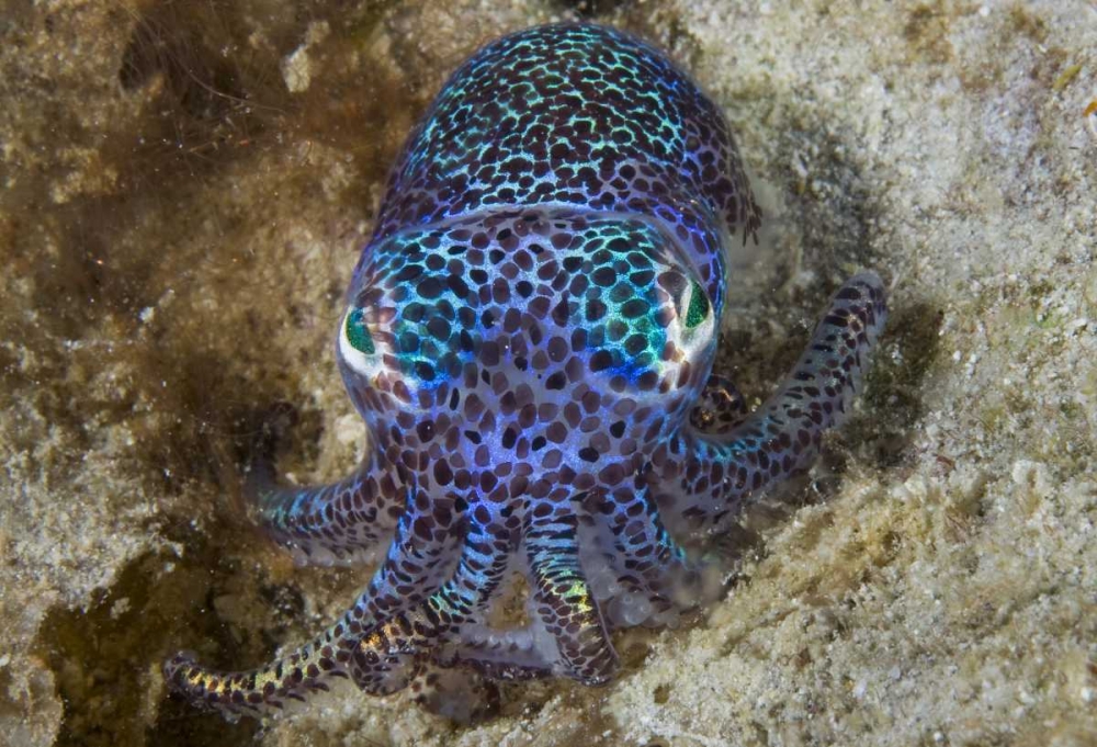 Nocturnal bobtail squid, Aljui Bay, Indonesia art print by Jones Shimlock for $57.95 CAD