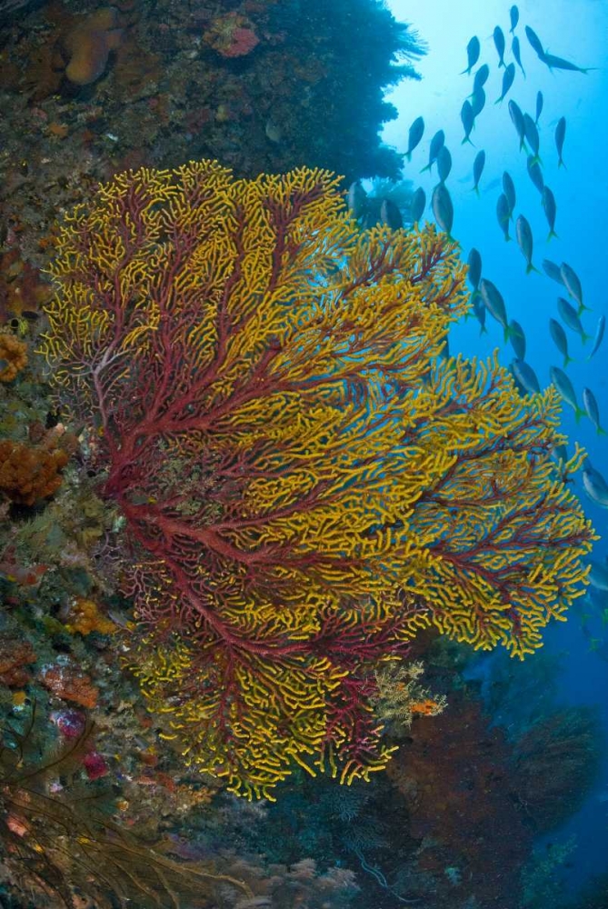 Sea fan or gorgonian coral, Raja Ampat, Indonesia art print by Jones Shimlock for $57.95 CAD