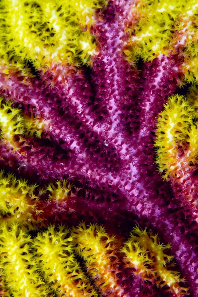 Sea fan coral, Misool, Indonesia art print by Jones Shimlock for $57.95 CAD